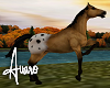 Buckskin Appaloosa Horse