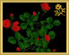 Red Rose Vine