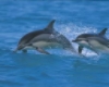 dolphin pic 5