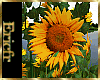 [Efr] Sunflowers Plant