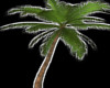[Palm]