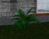 garden palm 2