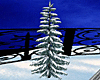 Winter Garden Snowy Pine