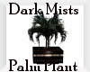 ~DM~Palm Plant