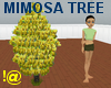 !@ Mimosa tree