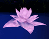 lotus flower purple
