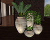 xN! Nickerson Plants