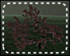 *Y* JP Bonsai
