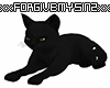 Black Cuddle Kitty