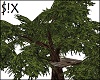 Big Tree/Platform