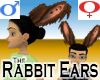 Rabbit Ears -v1b