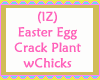Egg Crack Plant wChicks