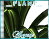 *A* KL Plant 1