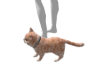 Flutty Cat Pet