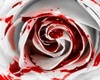 Bleeding Rose