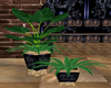~D~ View Plant Set1