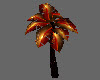 Red Galaxy Palm Tree