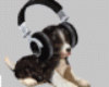 ! PUPPY ROCKIN RADIO