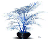 Plante Caoutchouc Bleu..