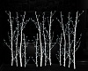 winter birch w/ lights