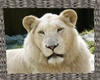 ¡AB WHITE LION