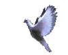 white dove (animated)