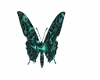 TURQUOISE BUTTERFLY