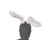 Expencive Bunny Ear