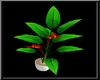 {DS}Breeze Exotic Plant