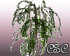 {CSC} SeduceMe Plant