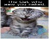 THE CAT WHO SAW YOU