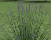 E* Deco Grass / Lavender