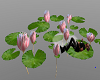 Lotus Flowers w Poses