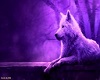 purple wolf