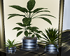 ~D~ Chic Loft Plant Set