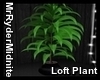 Loft Tall Plant