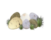 Dinasaur Eggs