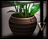 |V||WinterFeel|Plant