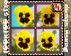 giant pansy stamp 2
