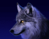 Snow Wolf- zodiaco