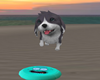(J ) Frisbee Dog