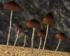 !! Garden Mushrooms