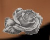 *A*Rose White