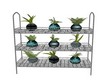 DAE*plant shelf