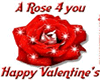 Valentines Day Rain Rose