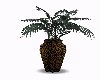 Vase with Plant