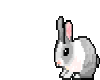 Animated baby bunny