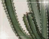 CACTUS plant