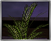 *TJ* Plant 1