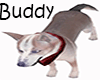 Buddy Pit Bull Pet Dog